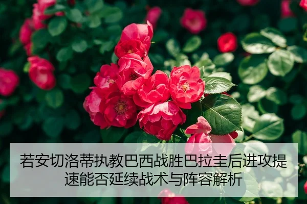 ruo-an-qie-luo-di-zhi-jiao-ba-xi-zhan-sheng-ba-la-gui-hou-jin-gong-ti-su-neng-fou-yan-xu-zhan-shu-yu-zhen-rong-jie-xi-2-293.jpg